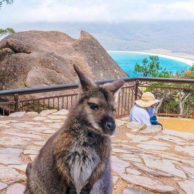 Wineglass Bay & Freycinet NP Full Day Tour from Hobart via Richmond Village