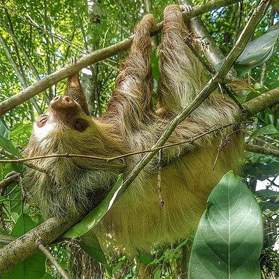 Sloths Watching Tour through Sloth's Territory