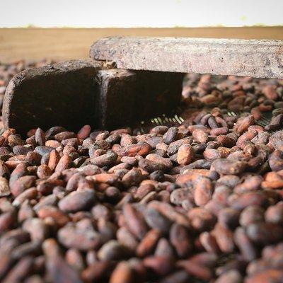 Chocolate & Coffee Farm Experience