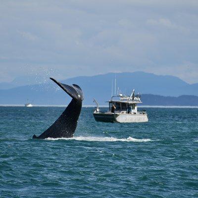 Whale Watching Charters and Bear search through Icy Strat Alaska