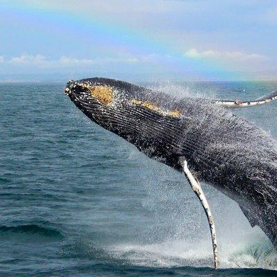 Whale Watching Tour