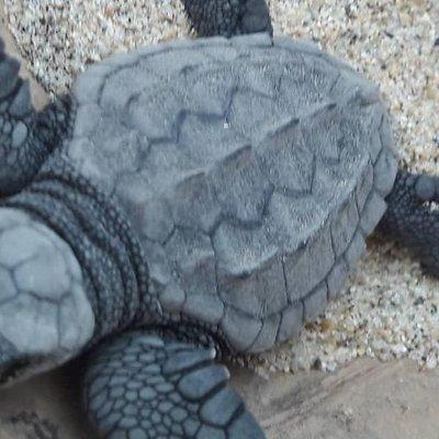 Baby Turtle Release