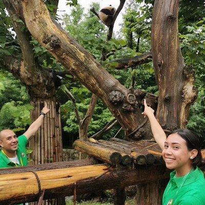 Private Dujiangyan Panda Base Panda Rescue Center Volunteer for a Day 