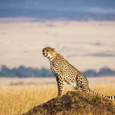 4 Days Masai Mara & Lake Nakuru Lodge Safari