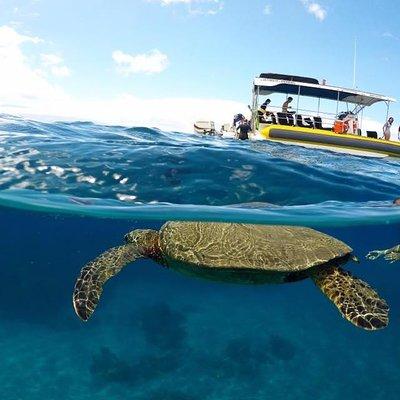 Ultimate 4 Hour Lanai Snorkel and Dolphin Encounter