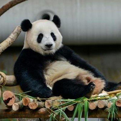 Dujiangyan/Wolong Panda Sanctuary day tour option panda keeper