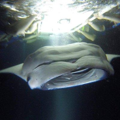 Manta Ray Night Snorkel Guaranteed! Keauhou Kona Hawaii