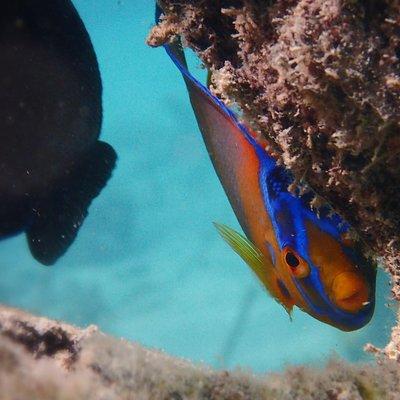 Under the Sea snorkeling(Stingray/Kayak/ Power Snorkel available)