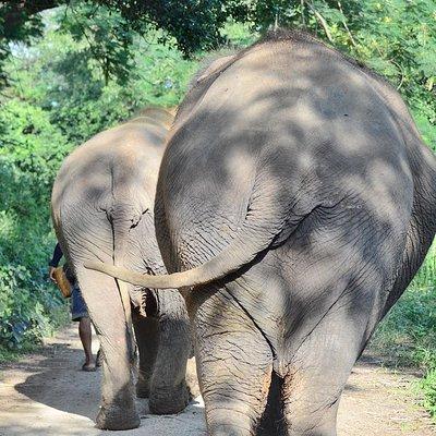 Experience Elephant Sanctuary + Sticky Waterfall