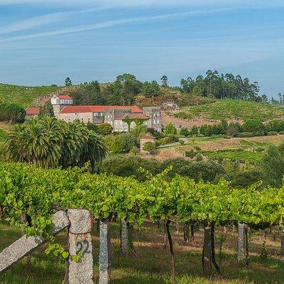 Albariño trails Private Wine Tour/Shore excursion from Vigo