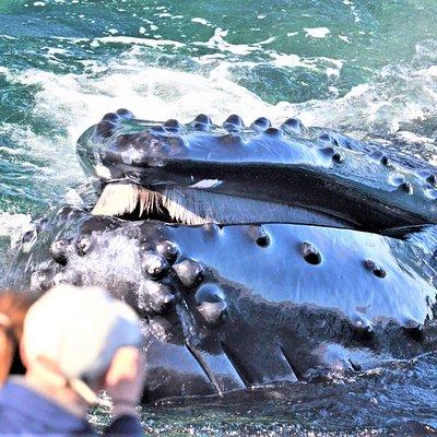 Boston Whale Watching Cruise by High-Speed Catamaran