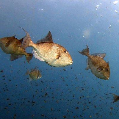 Diving baptism in the Marine Reserve of Cabo Tiñoso