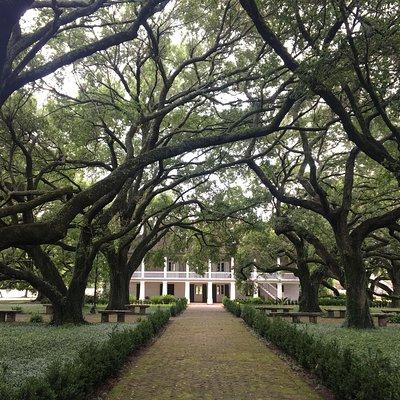 Whitney Plantation and Airboat Tour from New Orleans