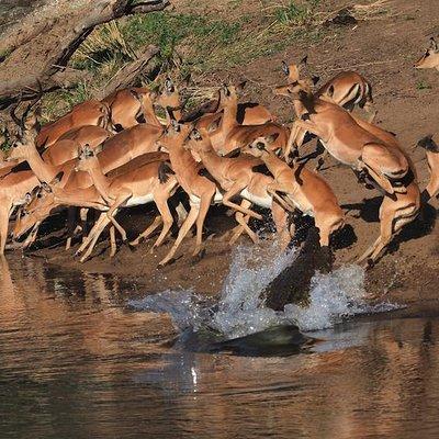 5 Day Wildlife Photographic Safari - Kruger National Park - B1 Photo Safaris