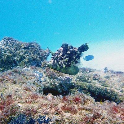 Wave Break Island Scuba Diving on the Gold Coast