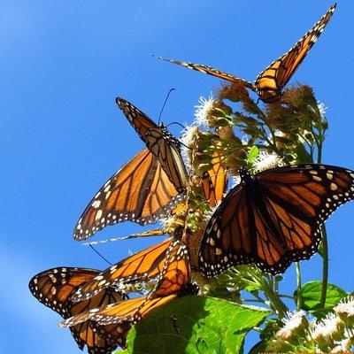 Monarch Butterfly Private Tour (Morelia)