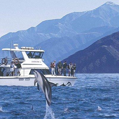 Kaikoura Swim with Dolphins Tour from Christchurch