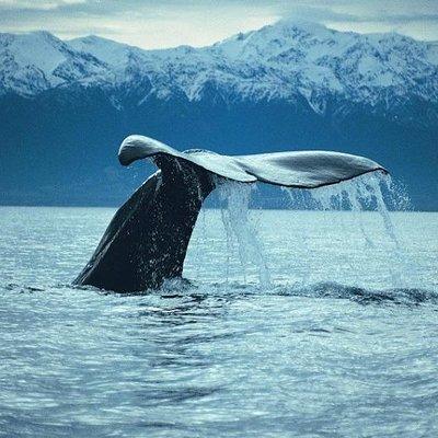 Kaikoura Whale Watch Day Tour from Christchurch