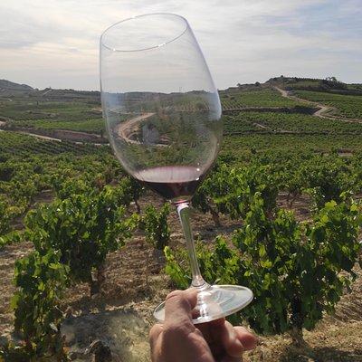 Rioja Wine Tour: Winery & Traditional Lunch From Pamplona