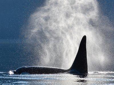 Narrated Whale Watching Cruise with Glacier View Stop