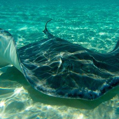 Starfish Point, Stingray City-Sandbar & Coral Gardens