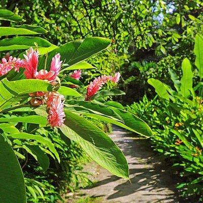 St. Lucia Botanical Gardens and Waterfall Tour Groups only