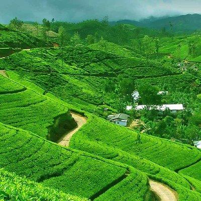 Kandy to Nuwara Eliya Private Day tour with Ambuluwawa Tower