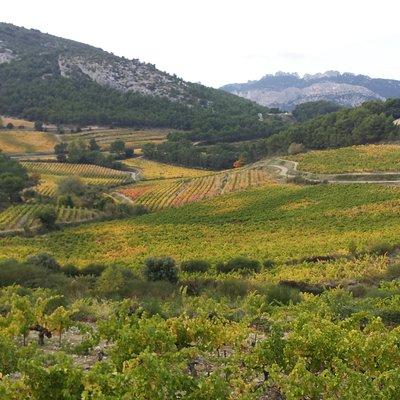 Provence Cru Wine Small-Group Half-Day Tour from Avignon