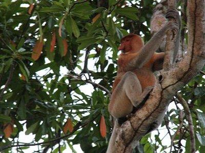 Borneo (Klias) River Cruise & Fireflies Tour