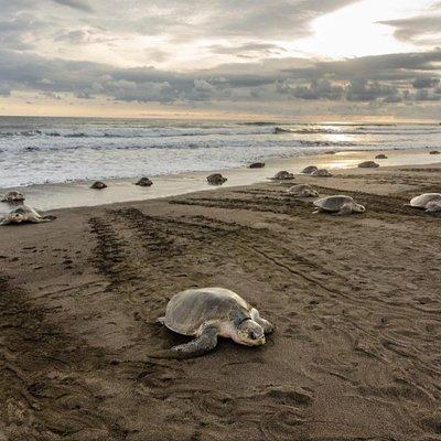 Turtle Watching Tour