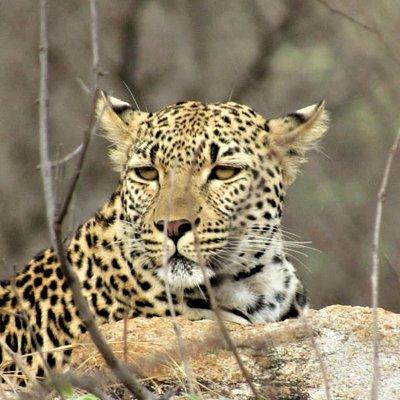 Afternoon Kruger National Park Safari