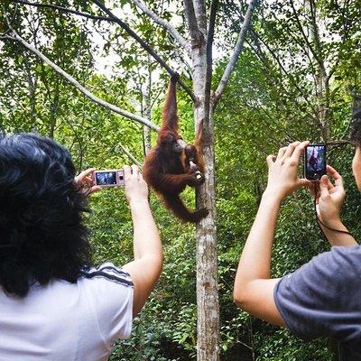 Sarawak Orangutan Semenggoh Wildlife Centre Tour