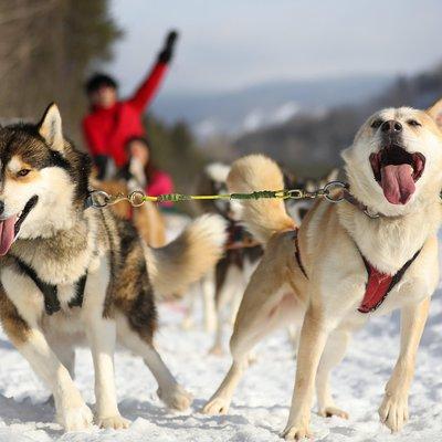 Dogsled Adventure in Mont-Tremblant