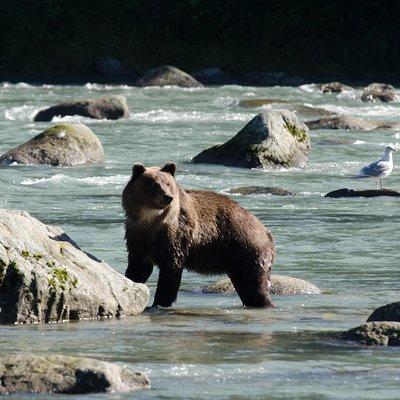 Chilkoot Wilderness and Wildlife Viewing - 6.5 hrs from Skagway