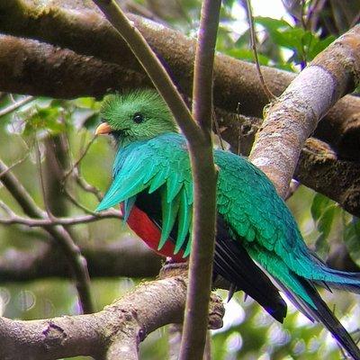 Birdwatching Tour in Monteverde 