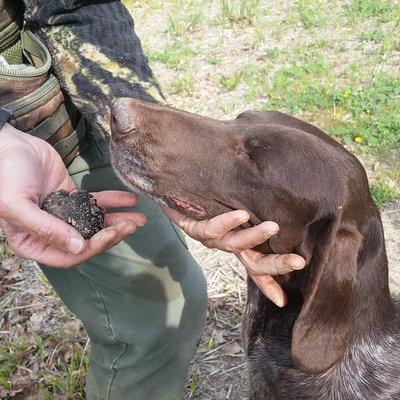 Truffle Hunt & Bio Lunch in Assisi