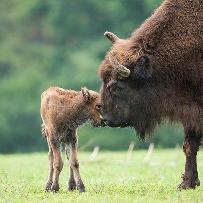 Bialowieza National Park Small Group Tour from Warsaw with Lunch included