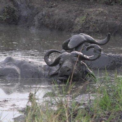 1 Day Lake Mburo Wildlife Safari