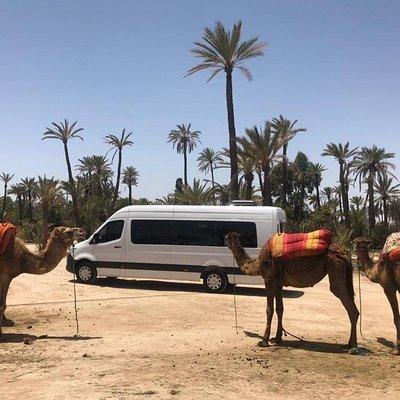 Private Tour To Majorelle Garden and Camel Ride in Marrakech Palm grove