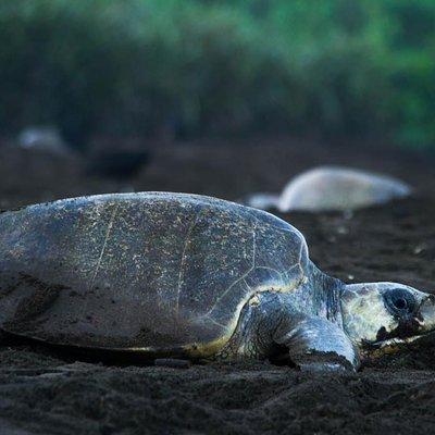 Turtle Tour