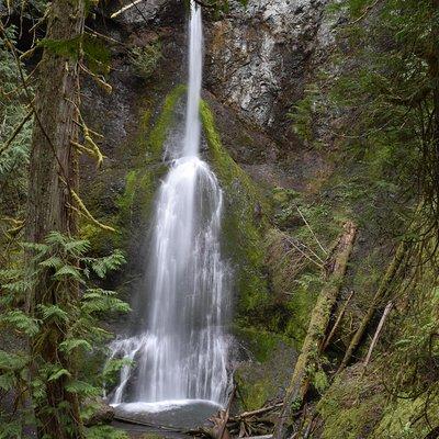 Half Day Guided Tour of Olympic National Park