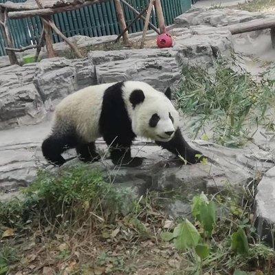 Private Chengdu Panda Base Day Tour by Round-way Flight from Shenzhen