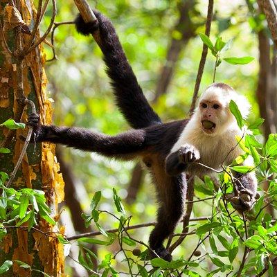 Rincon de la vieja Volcano Hike, Oropendola Waterfall, Hot Springs & Lunch Combo