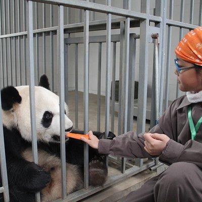 Full Day Panda Volunteer Experience in Dujiangyan Panda Base