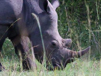 Day Tour Of Ziwa Rhino Sanctuary and Wildlife Ranch - ZIWA RHINO TREKKING