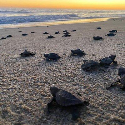 Baby Turtle Release in Coyote Escobilla Beach