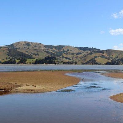 Dunedin City, Wildlife and Larnach Castle