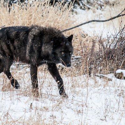 Wildlife & Wolf Private Tour with Lunch