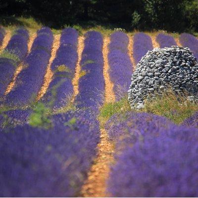 Half Day Lavender Road in Sault from Avignon