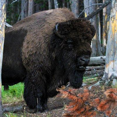 Yellowstone Private Upper Loop Tour with Lunch